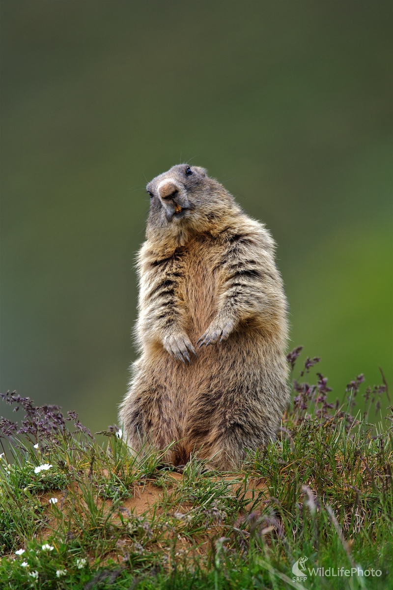 Svišť horský ( Marmota marmota ) (Ivan Kochan)