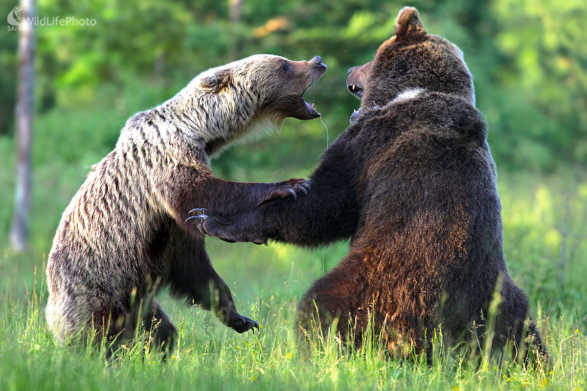Matka brániaca medvieďatá (Dominik Kalata)