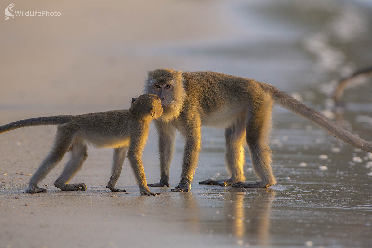 Opičia láska (Ivan Godál)