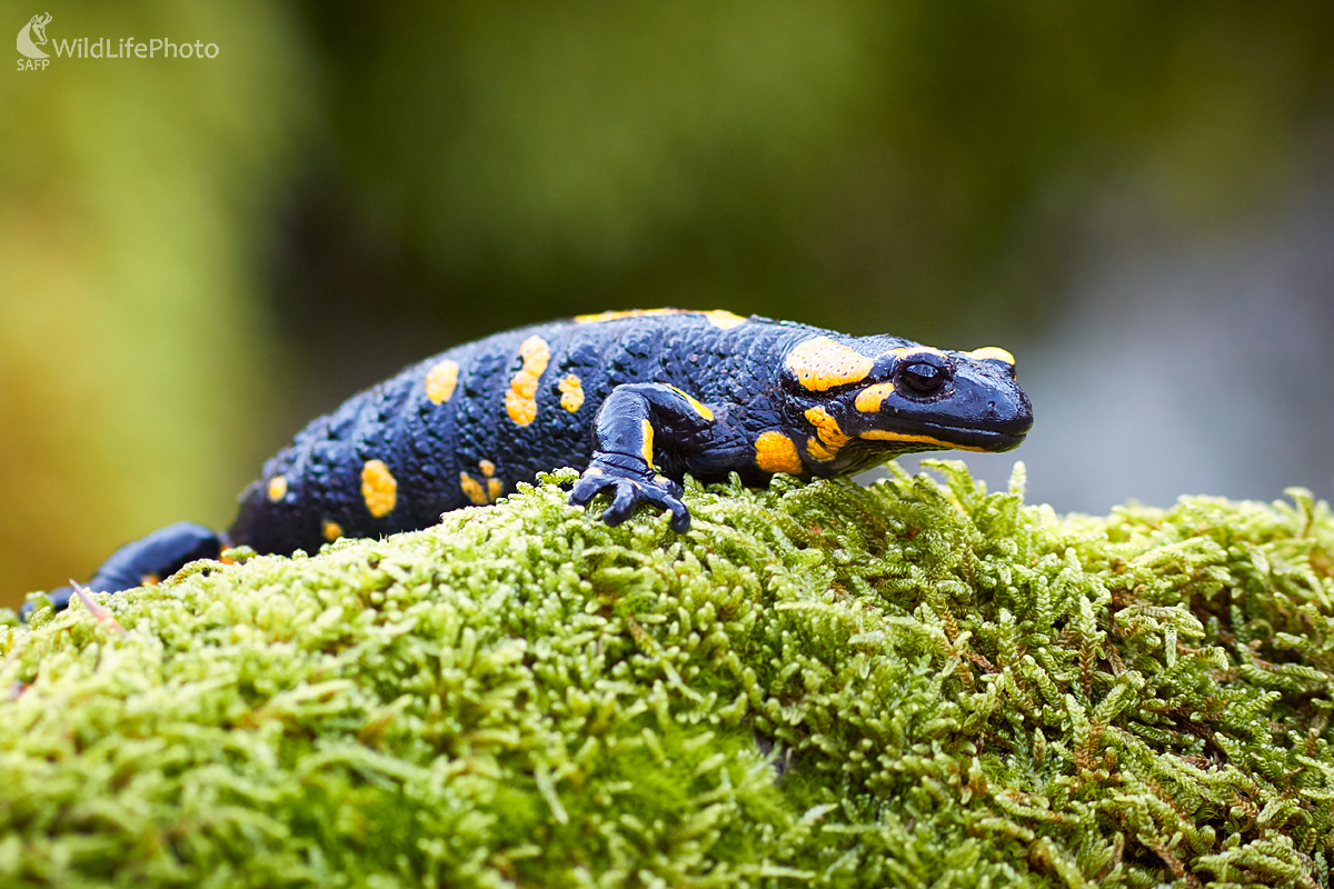 Salamandra škvrnitá (Ivan Teplan)