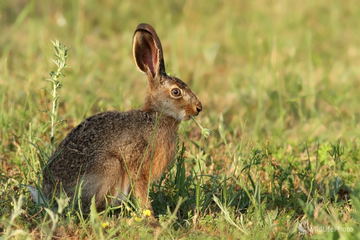 Zajac poľný (Lepus europaeus) (Martin Šabík)