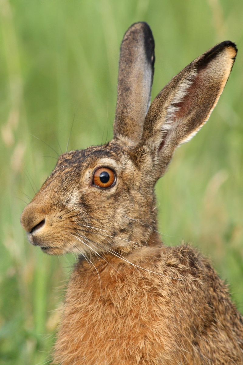 Zajac poľný (Lepus europaeus) (Martin Šabík)