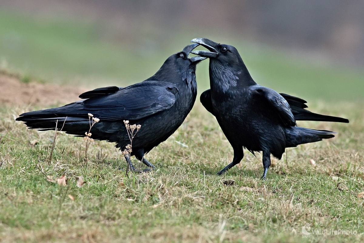 Dvorenie (Corvus corax) (Maroš Detko)