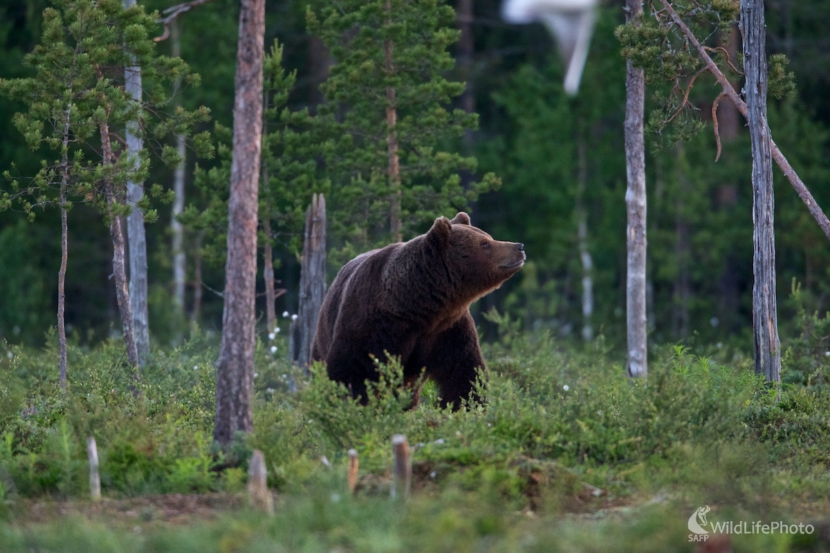 Medveď hnedý ( Ursus arctos ) (Ivan Kochan)