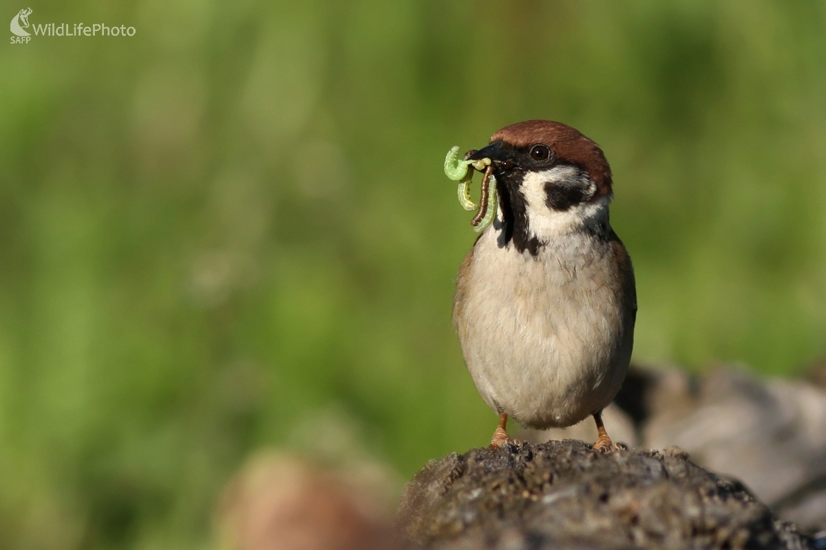 Vrabec poľný (Passer montanus) (Martin Šabík)