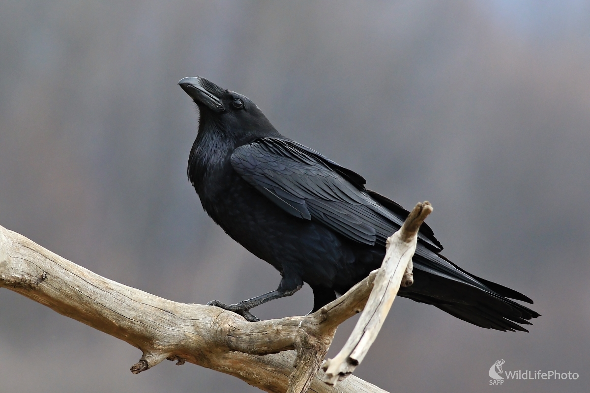 Krkavec čierny(Corvus corax) (Maroš Detko)
