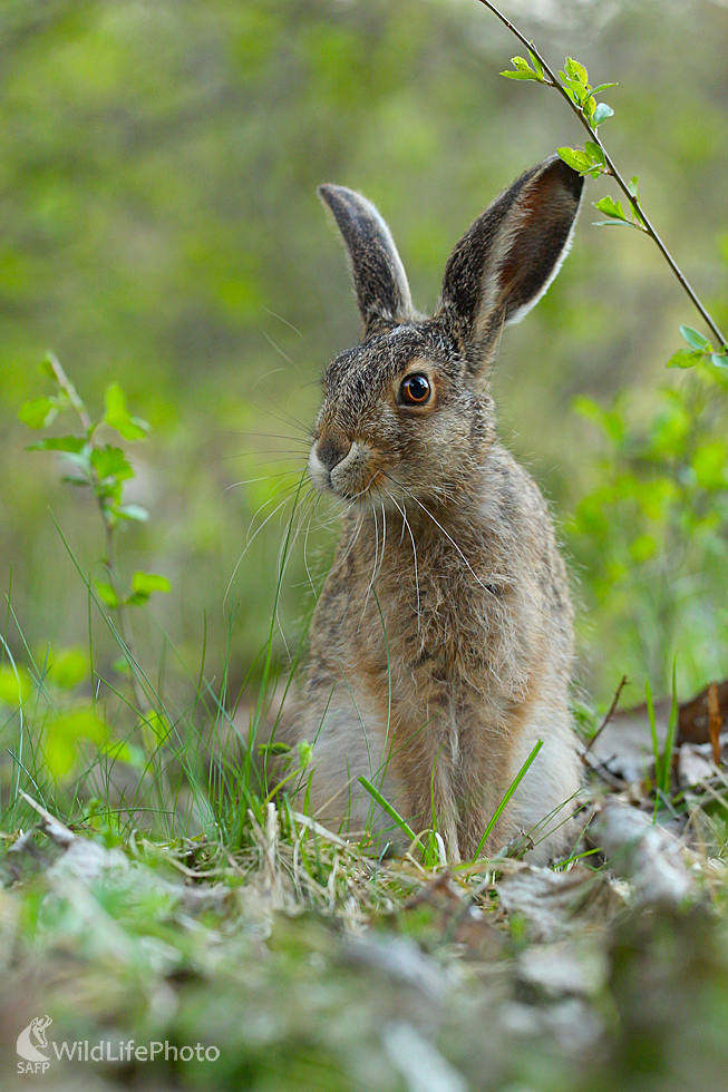 Zajac  poľný (Dominik Kalata)