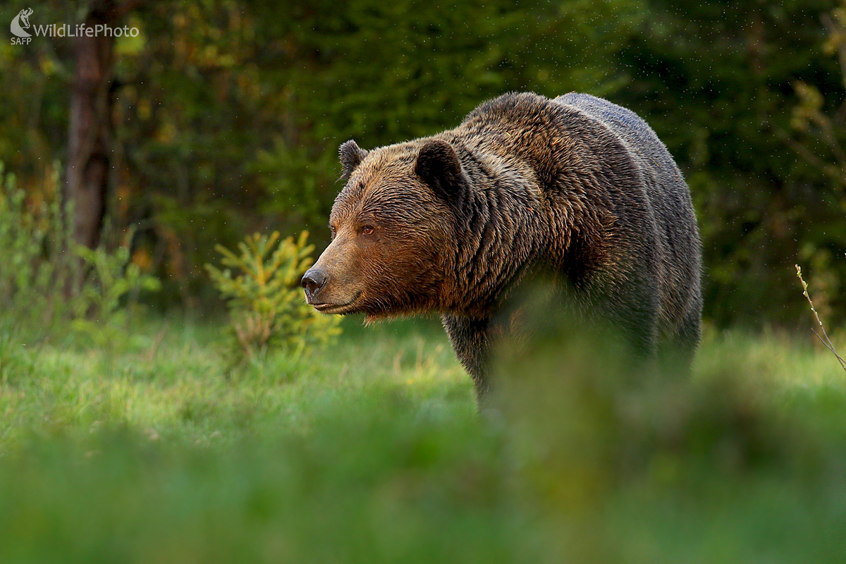 Medveď hnedý (Dominik Kalata)