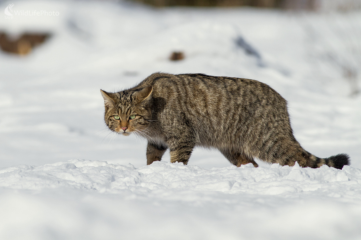 Felis silvestris (Ladislav Dzivjak)