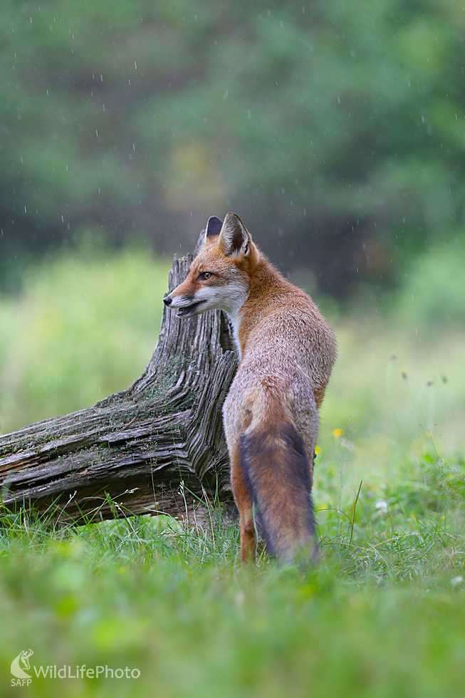 líška hrdzavá (Dominik Kalata)