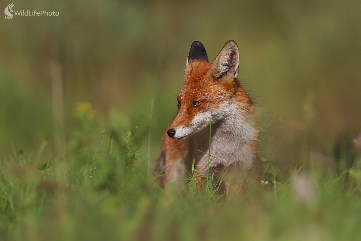 líška hrdzavá (Dominik Kalata)