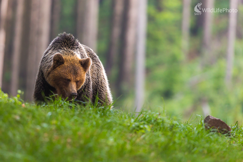 Medveď hnedý (Ursus arctos) (Jaroslav Praženka)