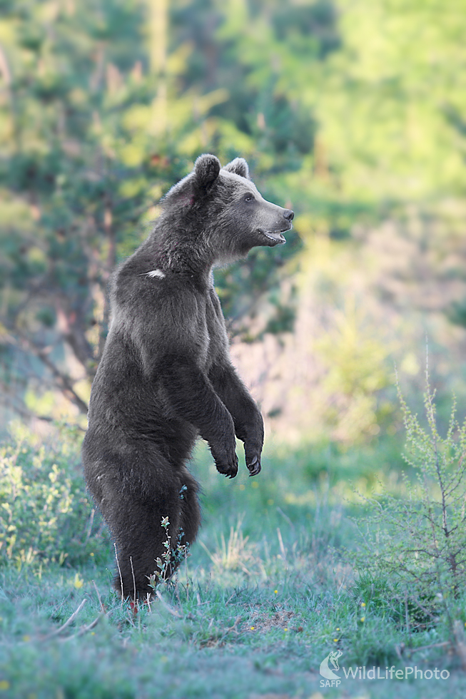 Medveď hnedý (Dominik Kalata)