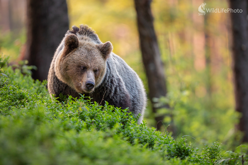 medveď hnedý, The brown bear (Ursus arctos) (Jaroslav Praženka)