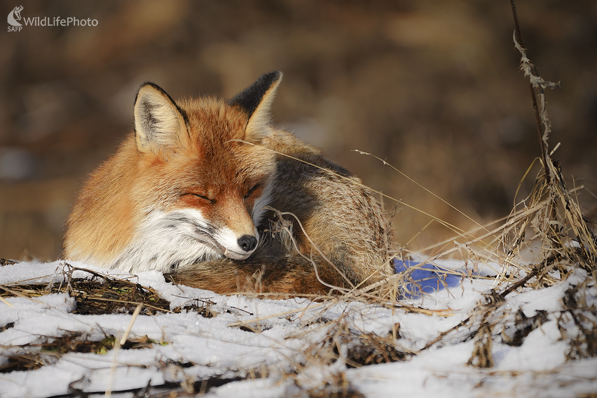 Tam kde líšky spávajú (Ivan Godál)