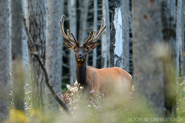 Cervus elaphus (Jeleň lesný) (Ondrej Tlach)