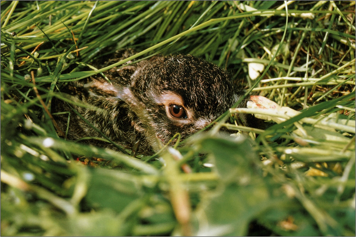 drobec... mladý zajačik (Ján Maderič)