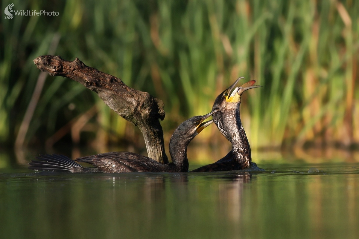 Kormorán velký (Phalacrocorax carbo) (Martin Šabík)