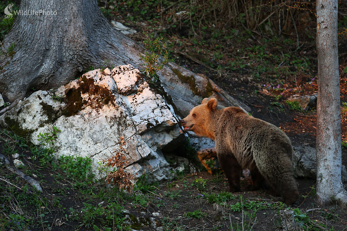 Medveď (Ivan Godál)