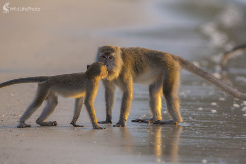 Opičia láska, Ivan Godál