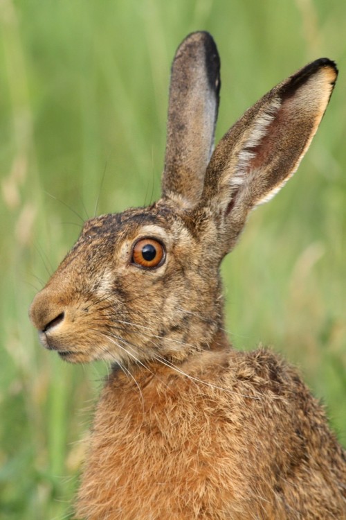 Zajac poľný (Lepus europaeus), Martin Šabík