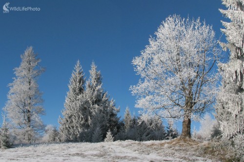 Zima v Rudohorí, Michal Žec