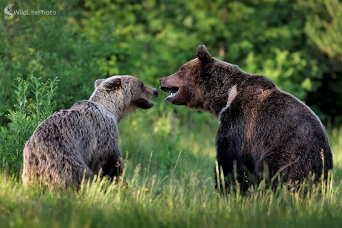 Medveď hnedý - konflikt, Dominik Kalata