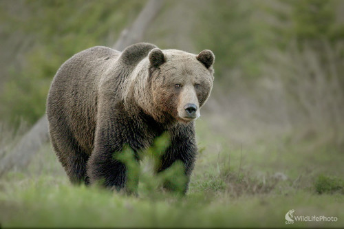 Medveď hnedý, Dominik Kalata