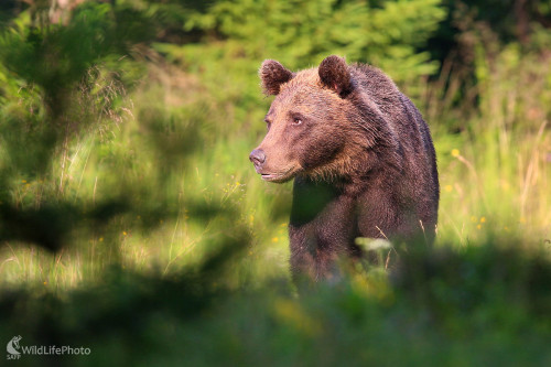 Medveď hnedý, Dominik Kalata