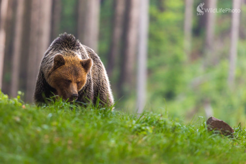 Medveď hnedý (Ursus arctos), Jaroslav Praženka