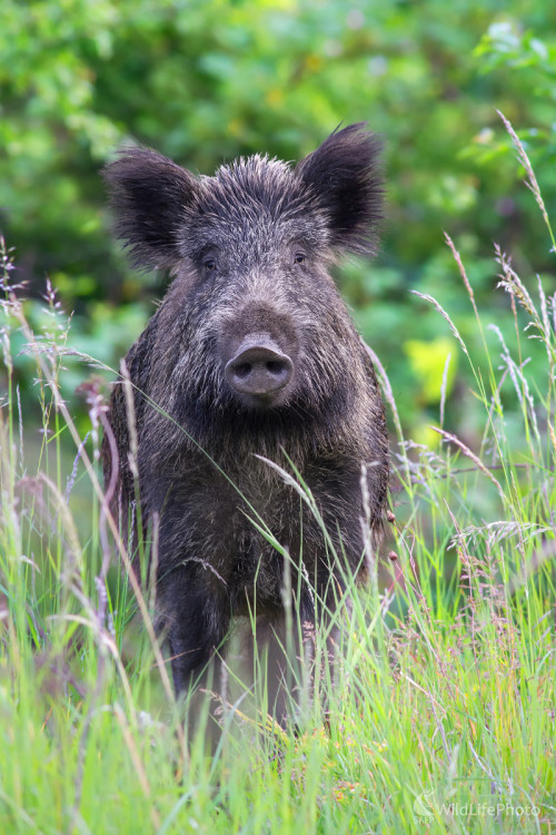 Diviak lesný (Sus scrofa), Ivan Holič