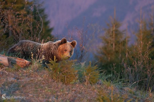Medveď , Ivan Godál