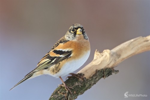 Pinka severská ( Fringilla montifringilla ), Ivan Kochan