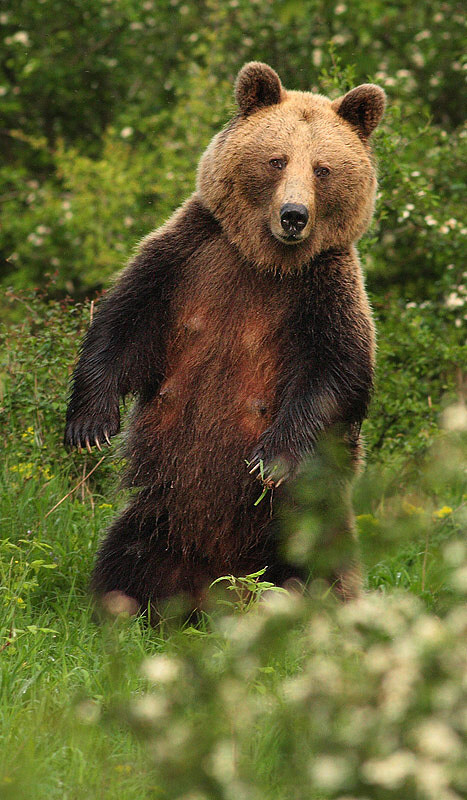 Jún 2010 - Medved hnedý, Martin Hodoň