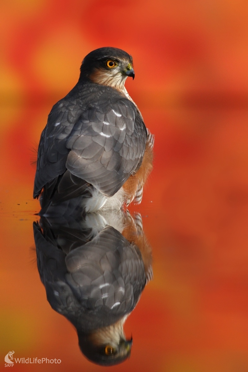 Jastrab krahulec (Accipiter nisus) (Martin Šabík)