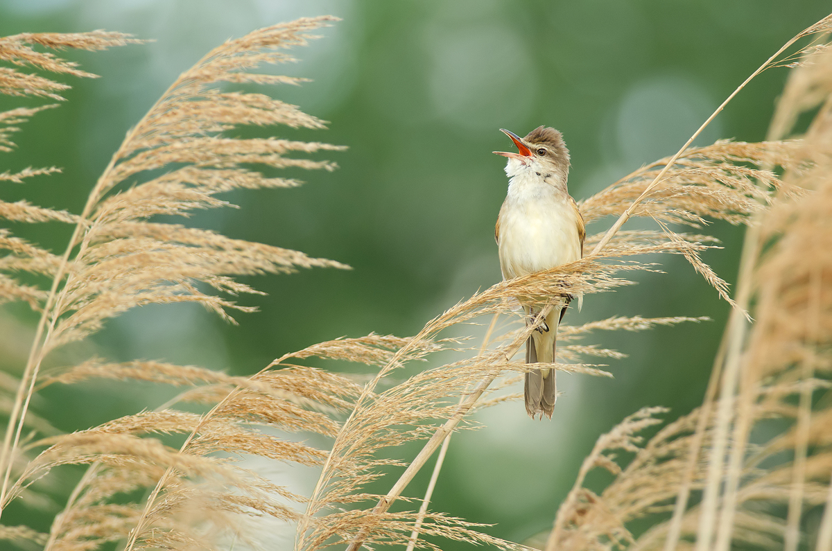 Ranný spev (Peter Fodor)