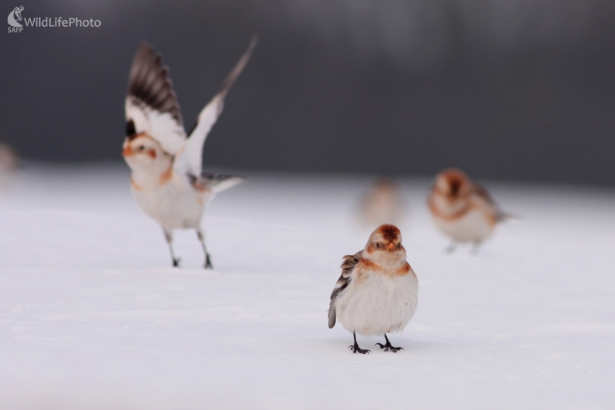 Snehuľka severská (Plectrophenax nivalis) (Martin Šabík)