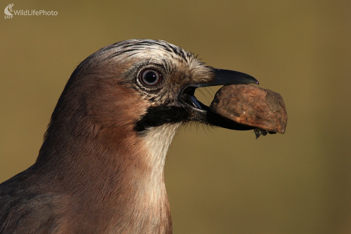 Sojka škriekavá (Garrulus glandarius) (Martin Šabík)