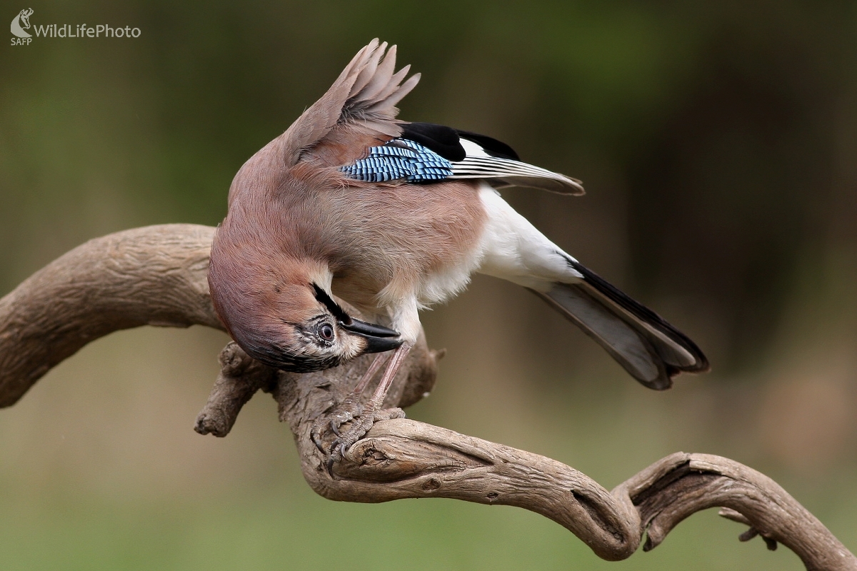 Sojka škriekavá (Garrulus glandarius) (Martin Šabík)