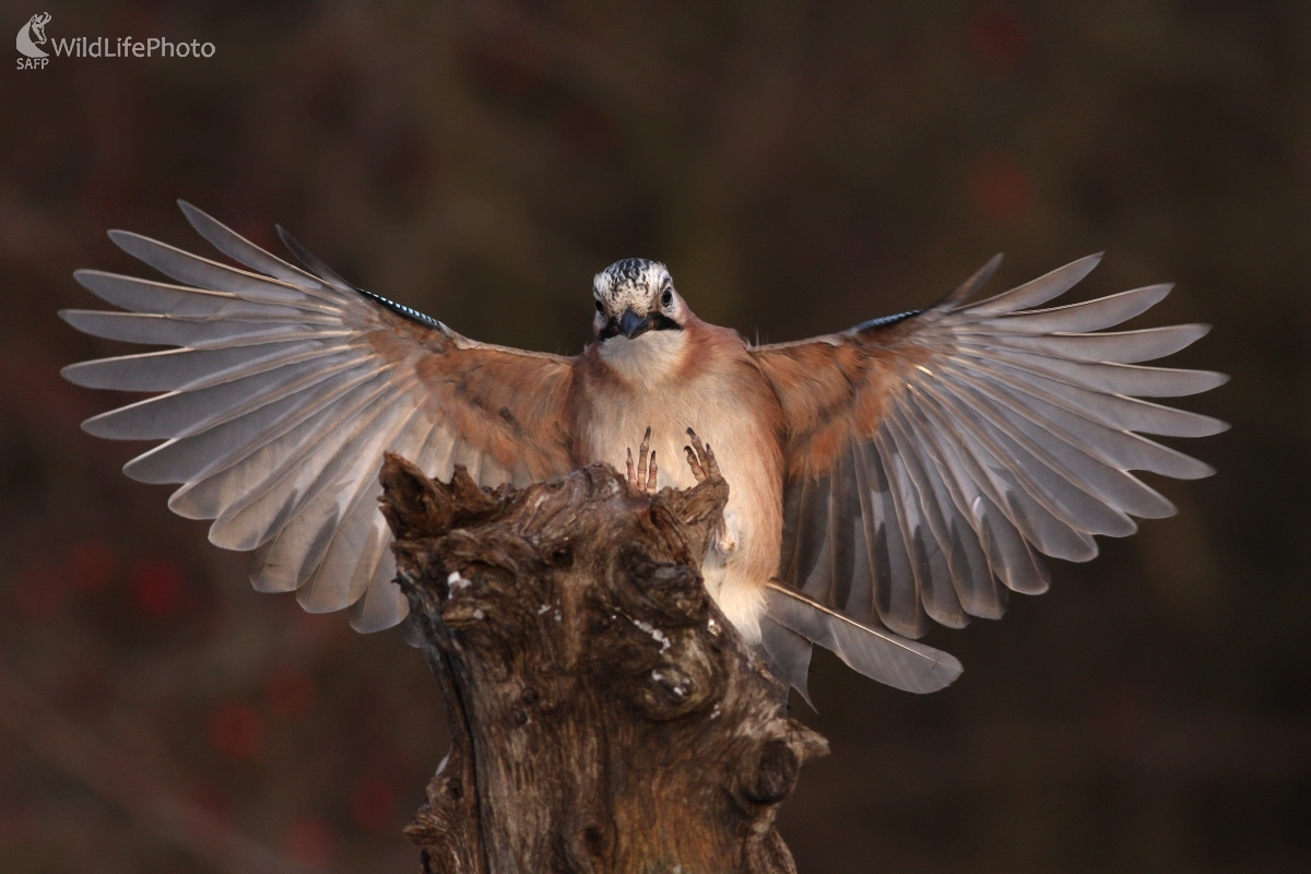 Sojka škriekavá (Garrulus glandarius) (Martin Šabík)