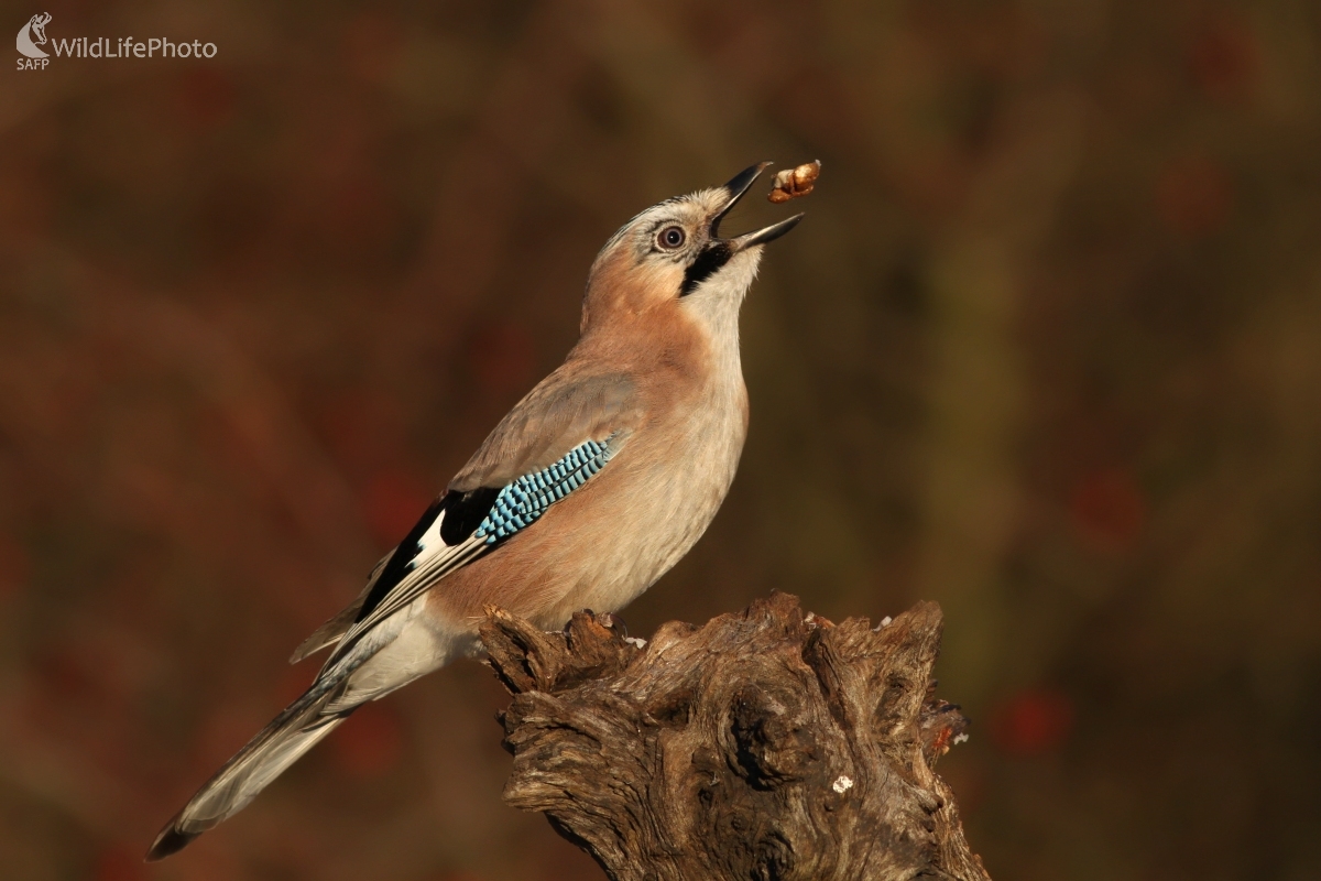 Sojka škriekavá (Garrulus glandarius) (Martin Šabík)