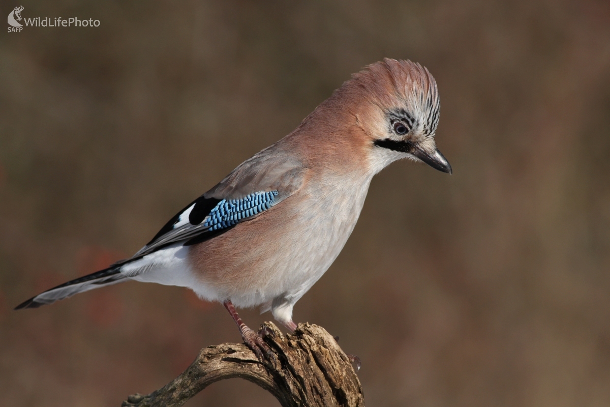 Sojka škriekavá (Garrulus glandarius) (Martin Šabík)