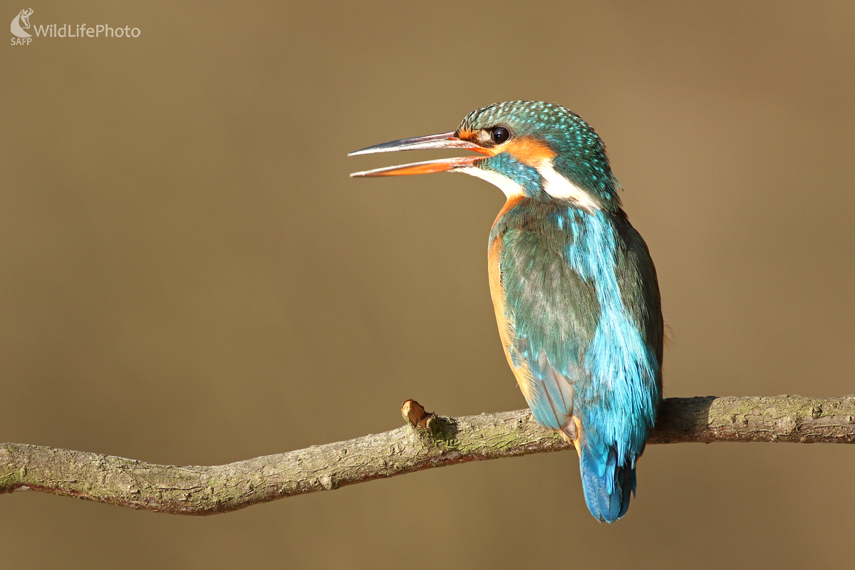 Večerné volanie (Michal Stoklasa)