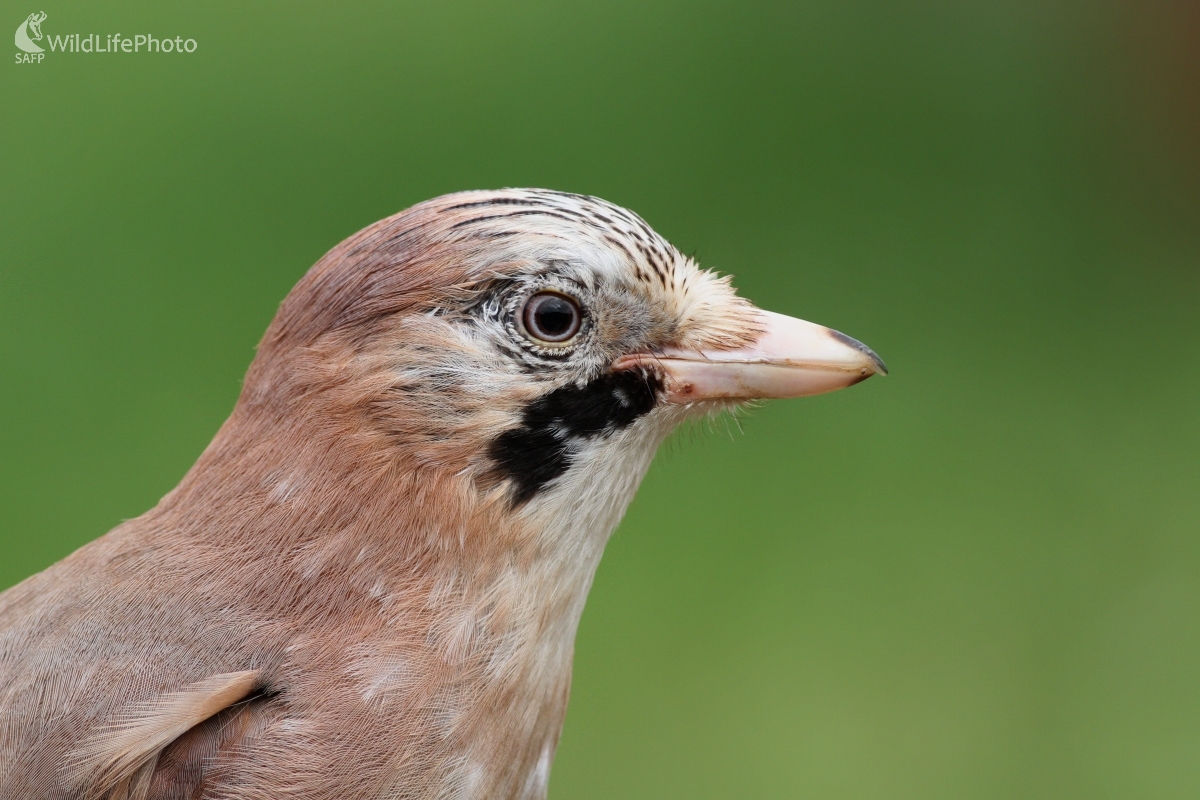 Sojka škriekavá (Garrulus glandarius) (Martin Šabík)
