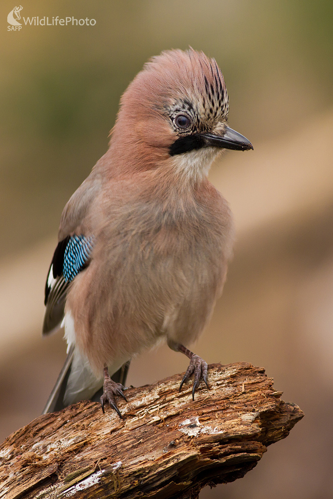 Garrulus glandarius (Ladislav Dzivjak)