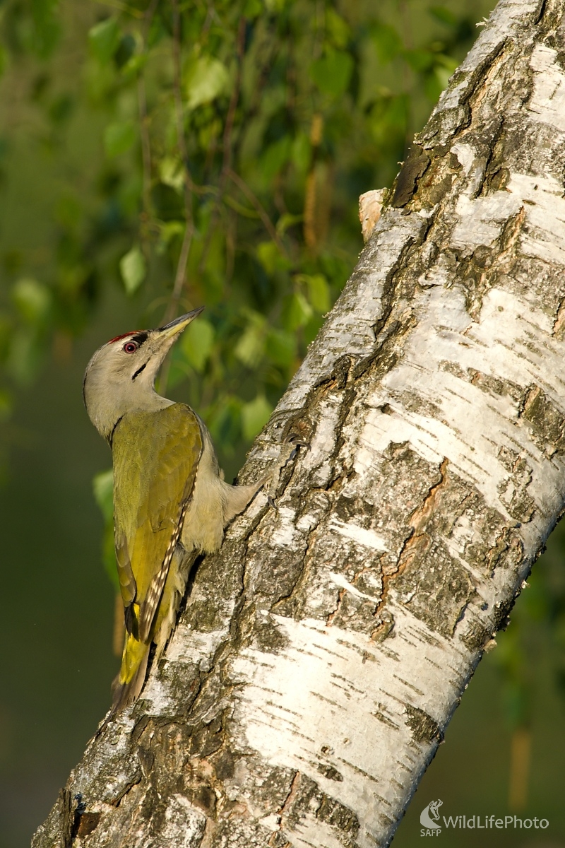 Jar a Žlna (František Hromada)