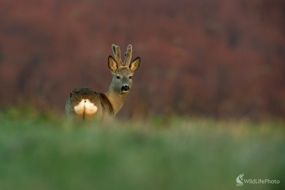 V posledných lúčoch (František Hromada)