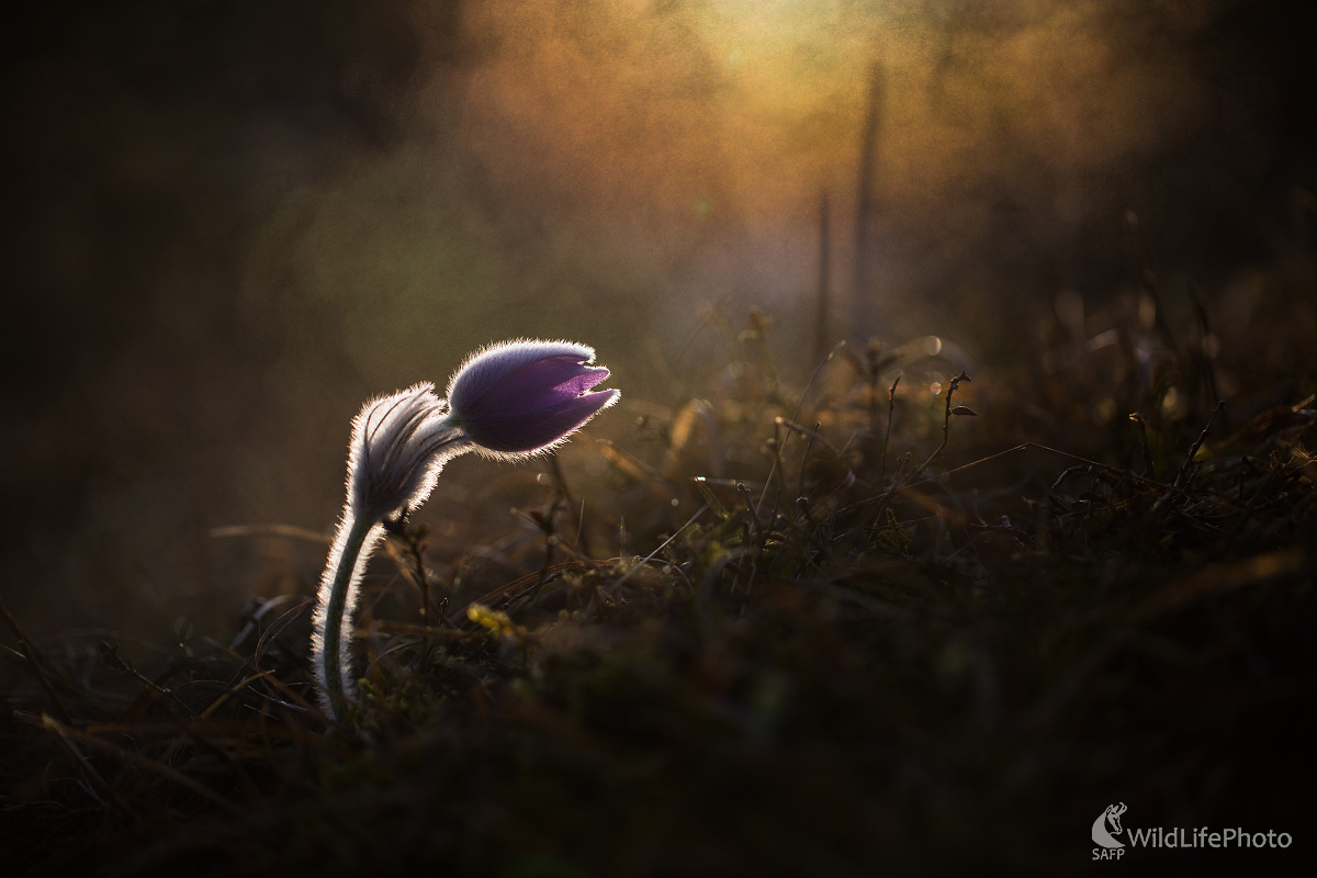 Poniklec prostredný (Pulsatila subslavica) (Matej Žiak)