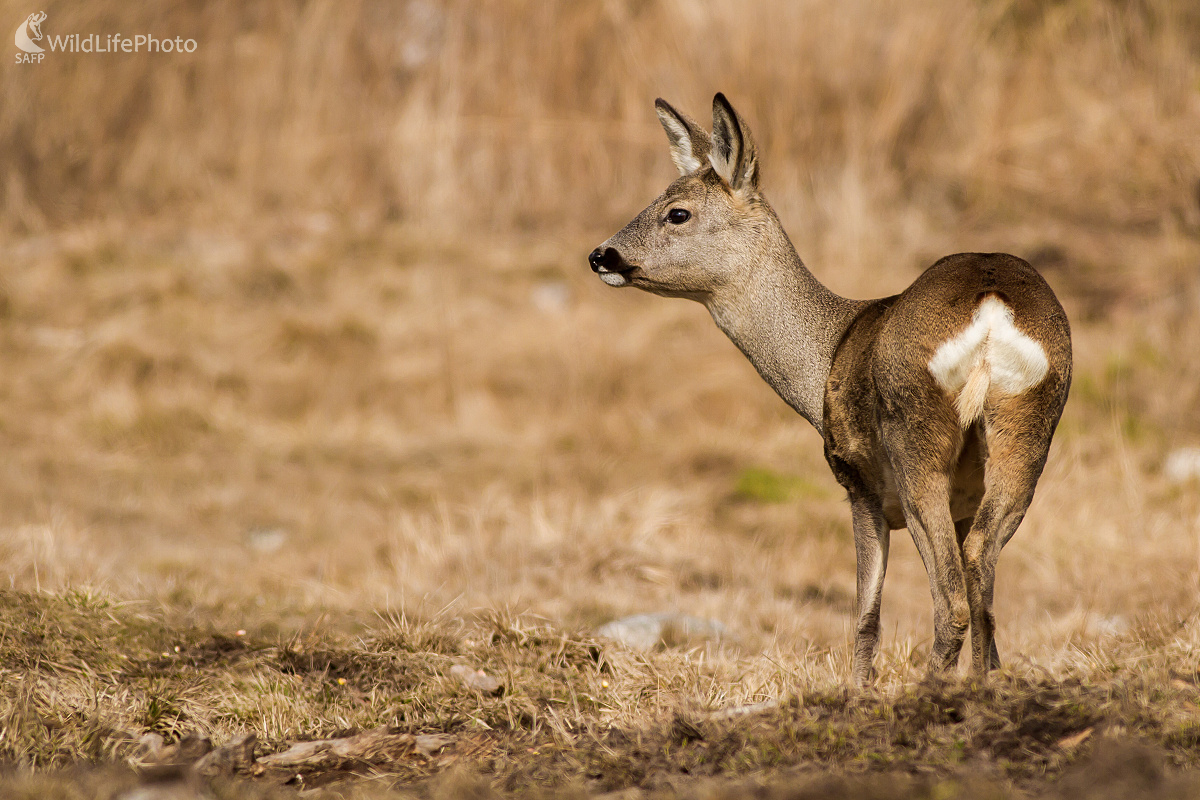 Taká jarná (Ladislav Dzivjak)