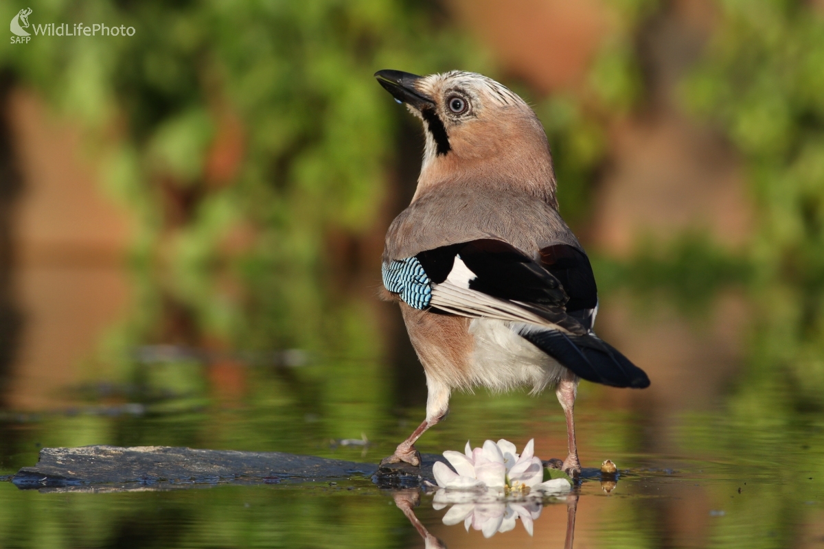 Sojka škriekavá (Garrulus glandarius) (Martin Šabík)